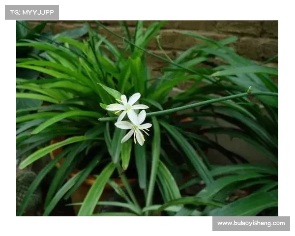 揭开卷帘绿魔神秘面纱探索其独特生态习性与养护技巧